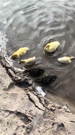 First time in the pond… and they didn’t hesitate one bit 🦆💦