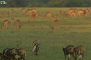 344K views · 10K reactions | The Dogs of Lion Country - Part 4 [ हिन्दी डॉक्यूमेंट्री ] #nature #animals #wildlife #survival #dogs #documentary #wildwisdom Witness how a family of African wild dogs fights to survive among their deadliest rivals. | Wild Wisdom | Facebook