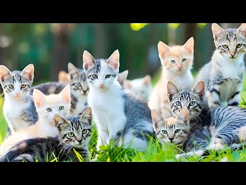 Best Cat Videos Compilation | Cute & Funny Cats