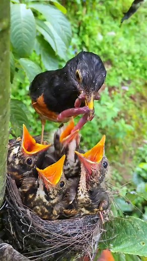 9.7K views · 90 reactions | Tender wild bird care in the wild asmr 梁 #wildlife #cuteanimals #birdfeeding #motherbird #babybirds | Dailyn Ahly | Facebook