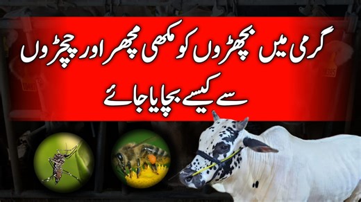 4.3K views · 94 reactions | Bakra Mandi Pakistan on Reels | Facebook