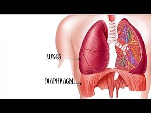 Watch how to sign 'diaphragm' in American Sign Language.