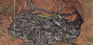 New insights into how southern African pythons look after their babies
