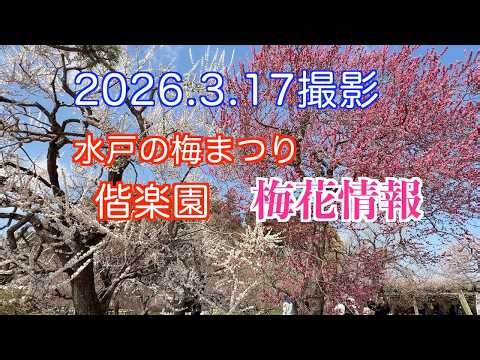 2026.3.17撮影，水戸の梅まつり・偕楽園の梅花最新情報