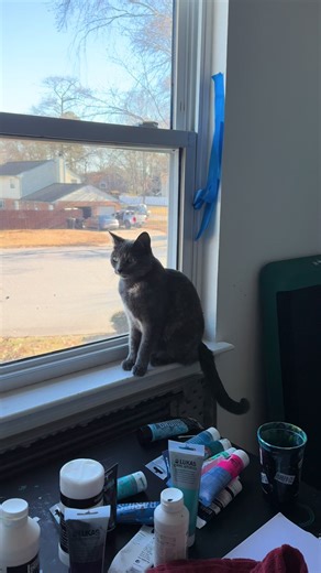 Pixie #chattering at birds, while I paint. #catsoftiktok #kitty #cat