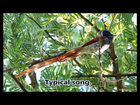 African Paradise Flycatcher vocalisations