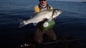 Sea bass on the fly: season 2014