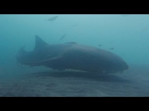 Juno Beach Pier Underwater Camera, Snook, Spadefish, And Lots Of Sharks!