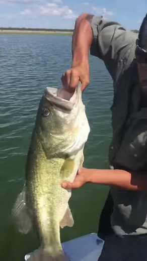 Falcon lake bass fishing