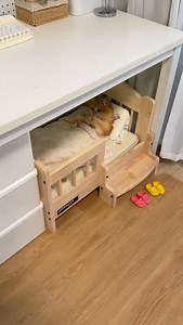 560K views · 1.7K reactions |  from 胖丁皮皮酱 - DY #cutecatonline . . . #catloversclub #catsofinstagram #ilovemycat #instagramcats #nature #catoftheday #lovecats #furry #lovekittens #adorable #catlover #instacat #thedailykitten #cat #cats #catsagram #catstagram #instagood #kitten #kitty #kittens #pet #pets #animal #animals #petstagram #petsagram #photooftheday #lovecats | Cute Cat Online | Facebook