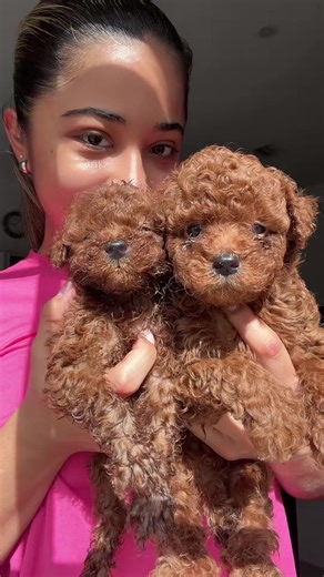 Adorable Toy Poodle Puppies: Unmatched Cuteness