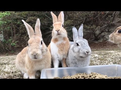 These three adorable rabbits will vanish in an instant.