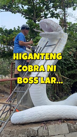HIGANTENG COBRA NI BOSSLAR #snakerescueph #phcobra #cobrakingph Mocca Puno JTG Kamandag | Boss LAR Channel