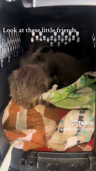 Spring has sprung and the little babies have arrived. We are honored, as always, to care for these little friends until they can live thier best wild life. As a reminder, wild animals are meant to be in the wild and we do rescue and rehab of injured and orphaned animals so that they can be successfully released back in the wild. #Midwesterncreatures #woodlandcreatures #rehab #truelove #babiesoftiktok #raccoonsoftiktok #PieTime #baby