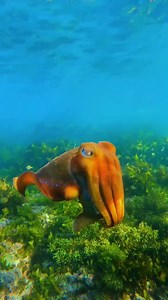 49K views · 2K reactions | Watch this cephalopod transform itself to blend into its surroundings  A true masters of disguise, this Australia giant cuttlefish can change colour and texture thanks to unique cells known as chromatophores. Found in most species of cephalopods, chromatophores are tiny organs found under the skin which can expand and contract to help change the colour and texture of the animal's skin.  by terencetong_ | Euronews Green | Facebook