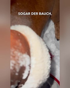 1.1K views · 764 reactions | Unique elegance for Dachshunds. Dachshund Couture - perfectly fitted coats for your four-legged friend's distinctive body shape. | Dachshund Couture | Facebook