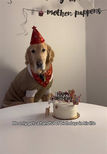 Celebrate Your Dog's Special Birthday Moments