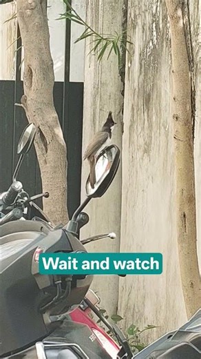 Wait and watch 😂🥺 bulbul bird sound | beautifull bulbul bird