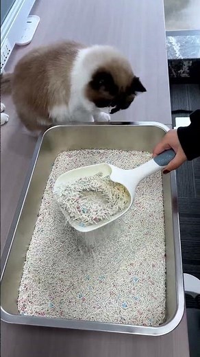 Watch How Fast This Custom Tofu Cat Litter Clumps! 🐱 Instant Absorption Test
