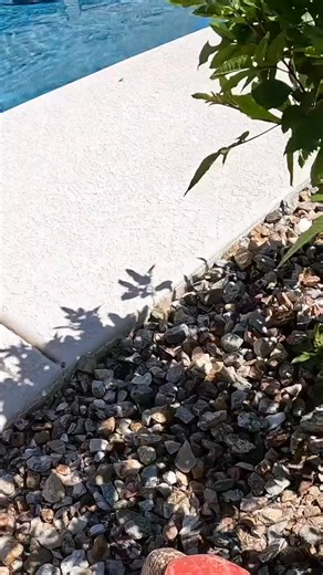 12K views · 98 reactions | Rattlesnake fencing works great when it's installed using the right methods and materials. This exact situation is the reason we got into the snake prevention business at all – sometimes, like this, it's obvious. More information on Rattlesnake Fencing: https://rattlesnakesolutions.com/keep-snakes-away/snake-fence.php?p=social | Rattlesnake Solutions | Facebook