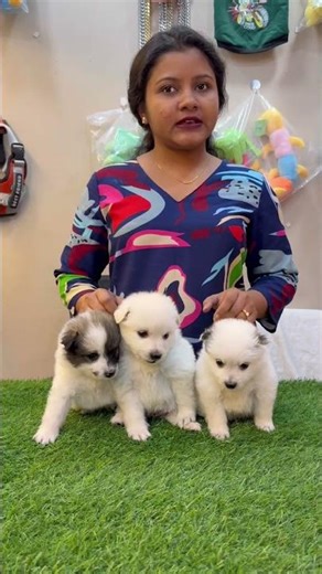 German Spitz Puppies Sale in Konnagar. #pets #dogbreed