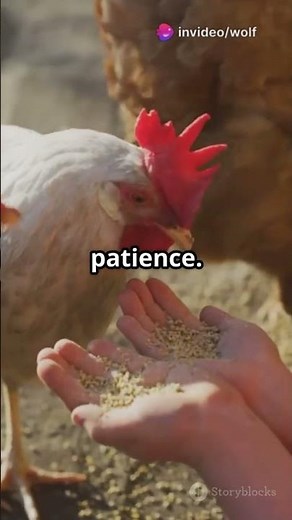 Clicker Training Chickens: Unbelievable Tricks!