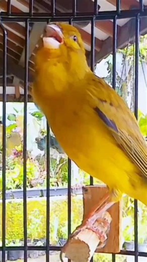 Natural Canary Sounds for Stress Relief & Bird Training
