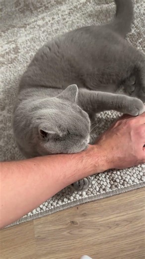 Loki angry 🐈‍⬛😊 #catshorts #shorts #catvideos #catstory