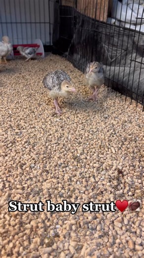 Adorable Baby Turkey Strutting Compilation | Cute Farm Animals Video