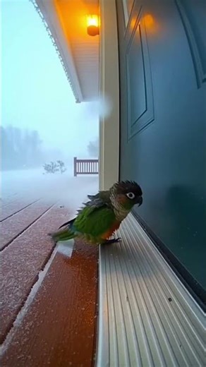 Helpless Karaoke Parrot?! 😭🦜” #shorts #rescue #parrot