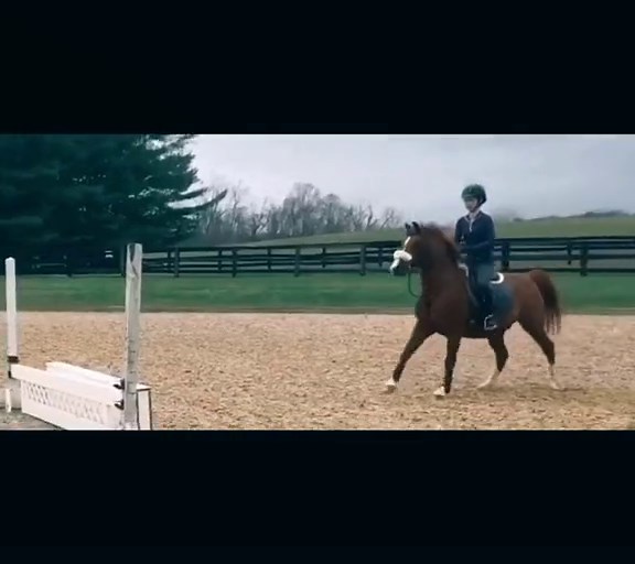 guys i literally told you sarah was a queen SHE IS SO GOOD AT HORSE BACKRIDING OMGGG!! @d4ddy_s4r4h #fyp #horses #jumper #sarahwayland #sarahisqueen