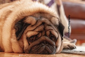 Pug Puppy Digital Art Piece, Little Dog Photo, Cute Animal Digital Print, Background or Wallpaper Piece, Great Gift - Etsy Canada