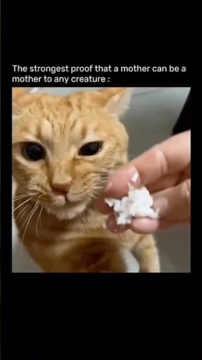 The strongest proof that a mother can be a mother to any creature :😹💕