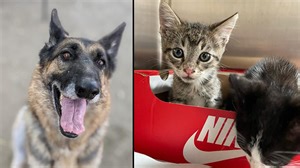 LA animal shelters near capacity, Angelenos urged to foster or adopt