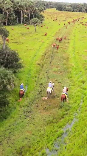 5.2K views · 1.4K reactions | There’s a difference you can taste — and trust. Our cattle are raised right here in Florida, without added hormones or antibiotics. No feedlot shortcuts. No corporate farms. Just natural beef from a 5th-generation ranch that believes good food starts with good stewardship.  100% Ranch-Raised  Animal Welfare Certified 數 Unmatched Flavor & Marbling Build your own beef box today and taste why real ranchers do it better. | Adams Ranch, INC | Facebook