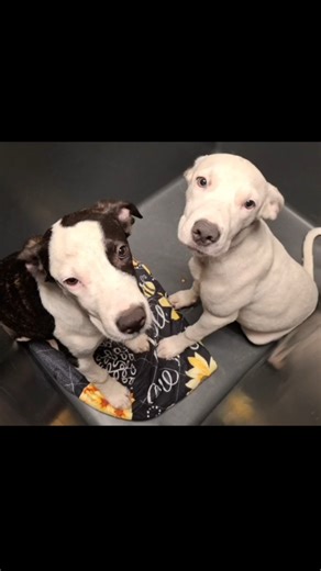 "How sad to be thrown away like trash. Such loving souls discarded like they mean nothing. These 2 sibling pups were dumped at a park. Even though they were dumped by an unloving person, they themselves are still VERY loving. Say hello to Cookie & Brownie. Cookie is a 4 month old female weighing about 30 pounds, and Brownie is a 4 month old male weighing about 28 pounds. Let's show these two friendly, loving pups that they ARE worth loving, and they ARE worth keeping forever. Their ID#s are: Coo