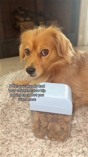 Our 5 year old rescue dog, Dudley, needs some extra support with hip and joint care and mobility. The earlier you start, the better. We love @Kradle in this house. 💜