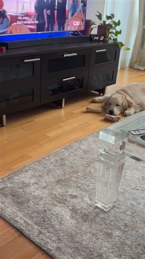 1.5K views · 28 reactions | I play hard. I sleep-nap even harder. | Barney the Golden NYC | Facebook