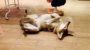 57K views · 1.6K reactions | It's ruff out there. | A Plus | Facebook