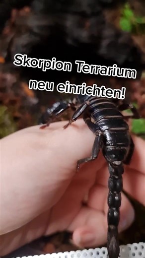 Skorpion Terrarium neu einrichten!
