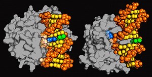 New class of DNA repair enzyme discovered