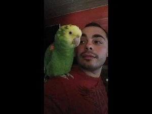Amazon Parrot singing O Sole Mio by Luciano Pavarotti