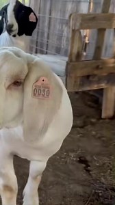 New farm additions! 🤩🐐 | The Farm on Route 66
