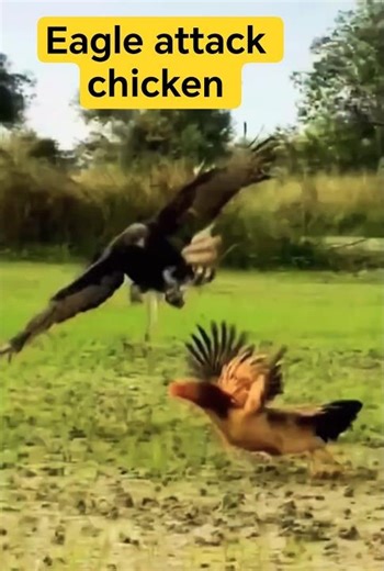 Checkout the speed of mighty eagle l Eagle hunting chicken #Eagles #birds #shortsfeed #shorts