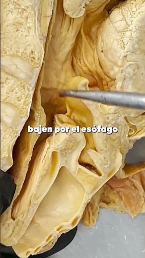 Epiglotis #anatomia #aprender #curiosidades #ciencia #sabiasque #salud #datoscuriosos #garganta