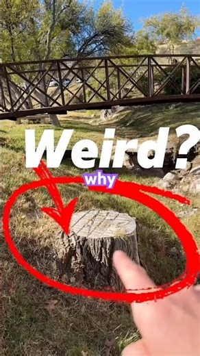 Tree Stump Mystery: Solved