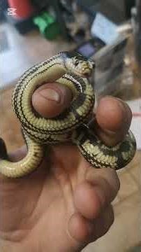 How to remove a biting snake safely (for both parties) #reptileroom #snake #bite