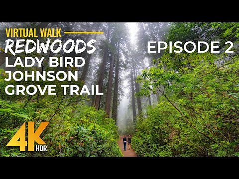 4K HDR Redwood Forest Walk – Misty Morning on Lady Bird Johnson Grove Trail, California | Part 2