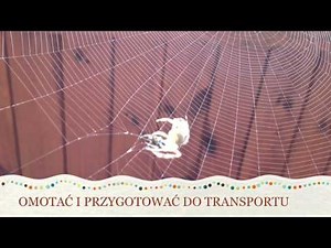 Pracowity żywot pająka