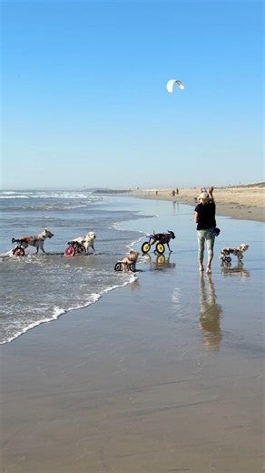 They’re my one in a million!💎. Walkin' Pets by HandicappedPets.com Huntington Dog Beach | The Unstoppable Dogs